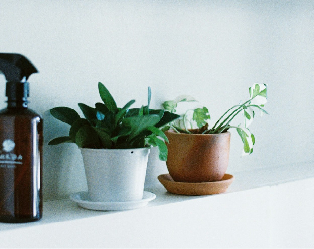 植物に
